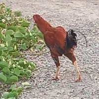 خروس چابهاری|حیوانات مزرعه|حور, |دیوار