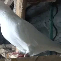 ماده پتی وآله شماره تلفن دار غریب گیری|پرنده|تهران, یافت‌آباد|دیوار