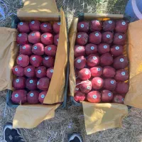 همکار یا فروشنده میوه