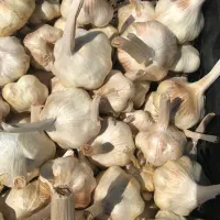 سیر|خوردنی و آشامیدنی|کرمانشاه, |دیوار