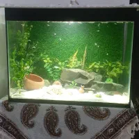 آکواریوم|ماهی|قدس, شهرقدس|دیوار