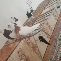 کبوتر|پرنده|شوشتر, |دیوار