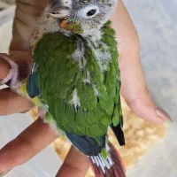 جوجه گرینچیک یلوساید