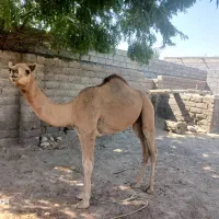 فروش دوعدد شتر نردوسال|حیوانات مزرعه|میناب, |دیوار