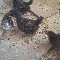 ۴عدد جوجه بومی