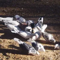 کبوتر|پرنده|خرم‌آباد, |دیوار