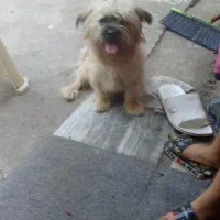 فروش سگ|سگ|آستانه اشرفیه, |دیوار