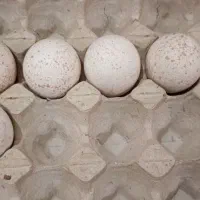 تخم بوقلمون نطفه دار|حیوانات مزرعه|خورموج, |دیوار