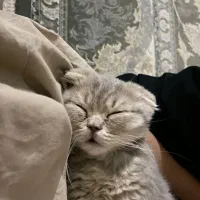 گربه|گربه|قیامدشت - خاورشهر, |دیوار