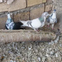 کبوتر دمگیر گلین،پرشی جوجه و کهنه،اصفهانی دمسفید