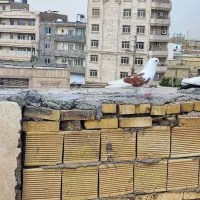 رنگی|پرنده|خرمشهر, |دیوار