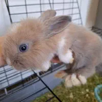 خرگوش مینی لوپ هلندی(دو عدد)|موش و خرگوش|تهران, دریاننو|دیوار