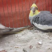 طوطی عروس ومرغ عشق|پرنده|آستانه اشرفیه, |دیوار