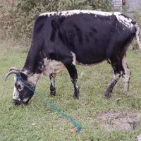 گاو‌و گوساله گاو گیل دورگ شیری دوماه حامله