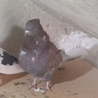 کبوتر پرشی|پرنده|نقده, |دیوار