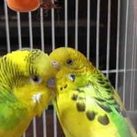 یک جفت مرغ عشق نر و ماده