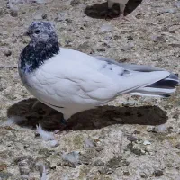 شیخ ابری|پرنده|چمران, |دیوار