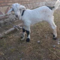بیگ ۱ ماه