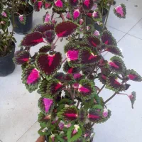 حسن یوسف پُر شاخ و برگ|گل و گیاه طبیعی|قم, نیروگاه|دیوار