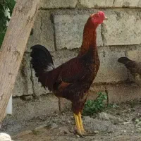 خروس لاری