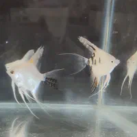 فروش ماهی آنجل نژاددار تکثیر خودم بندرعباس|ماهی|بندرعباس, |دیوار