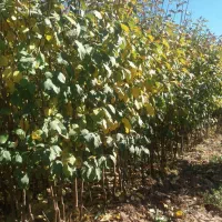 فروش تضمینی نهال دوساله الو رسمی فقط ۷۵هزارتومان