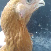 گوژپشت|حراج|مشهد, امیرآباد|دیوار