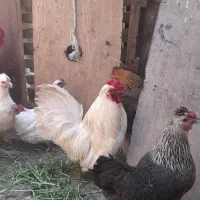 خروس درجه ۱