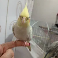 عروس هلندی طلایی|پرنده|سراب, |دیوار