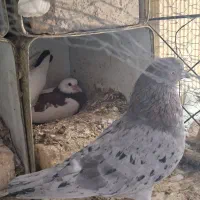 کفتر نقش معاوضه با مرغ و خروس