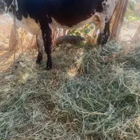 گاو آبستن با گوساله