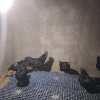 مرغ و خروس ایام سمانی|حیوانات مزرعه|یزد, |دیوار