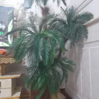 درختچه بزرگ وشیک