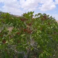 30-هکتارباغ-پسته