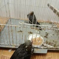 توجه ««قفس کاسکویی خیلی بزرگ عروس»»|لوازم جانبی حیوانات|گرگان, |دیوار