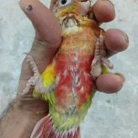 گرینچ یلوساید دبل رد