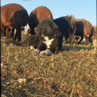 سگ قدرجونی|سگ|داران, |دیوار