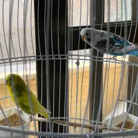 مرغ عشق همراه قفس و آویز|پرنده|اصفهان, باغ نگاره|دیوار