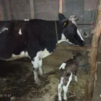 گاو دو رگ با گوساله|حیوانات مزرعه|لاهیجان, لفمجان|دیوار