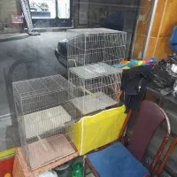 فقس پرنده
