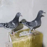 کبوتر پلاکی