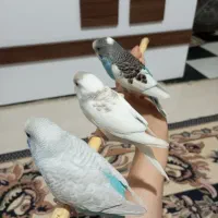عروس هلندی آلبینو دوکت و مرغ عشق رنگ کمانی