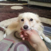 سگ پامر روباهی فروشی|سگ|الوند, |دیوار