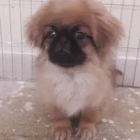 توله پیکینینز بی نظیر