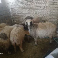 میش داشتی|حیوانات مزرعه|خانمیرزا, |دیوار