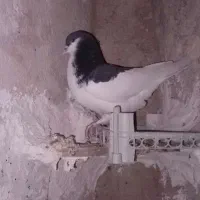 کبوتر طوقی و یال سیاه|پرنده|کازرون, |دیوار