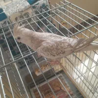 عروس هلندی ایزابلا