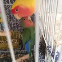 پرنده جفت و تک