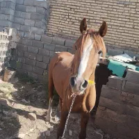 اسب فروشی