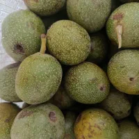خرید و فروش گردو